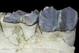 Titanothere (Megacerops) Jaw Section - South Dakota #95207-5